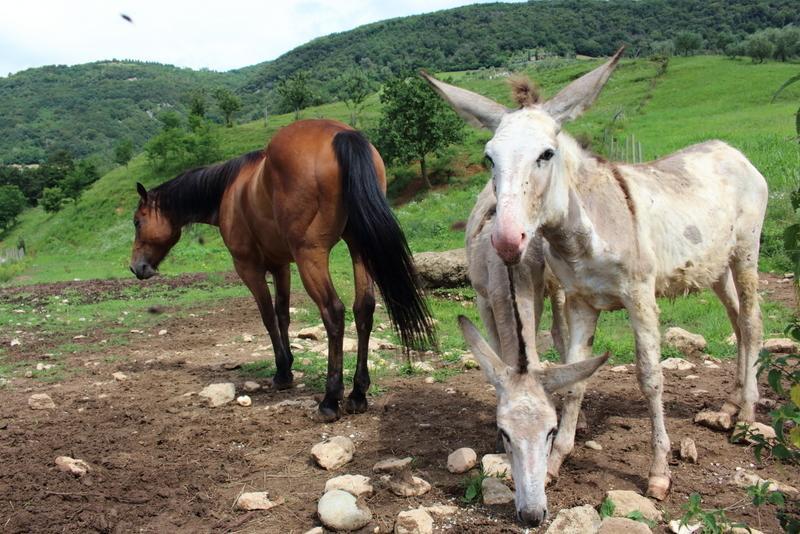 Agriturismo Mazzeracca Μπασάνο Ντελ Γκράπα Εξωτερικό φωτογραφία