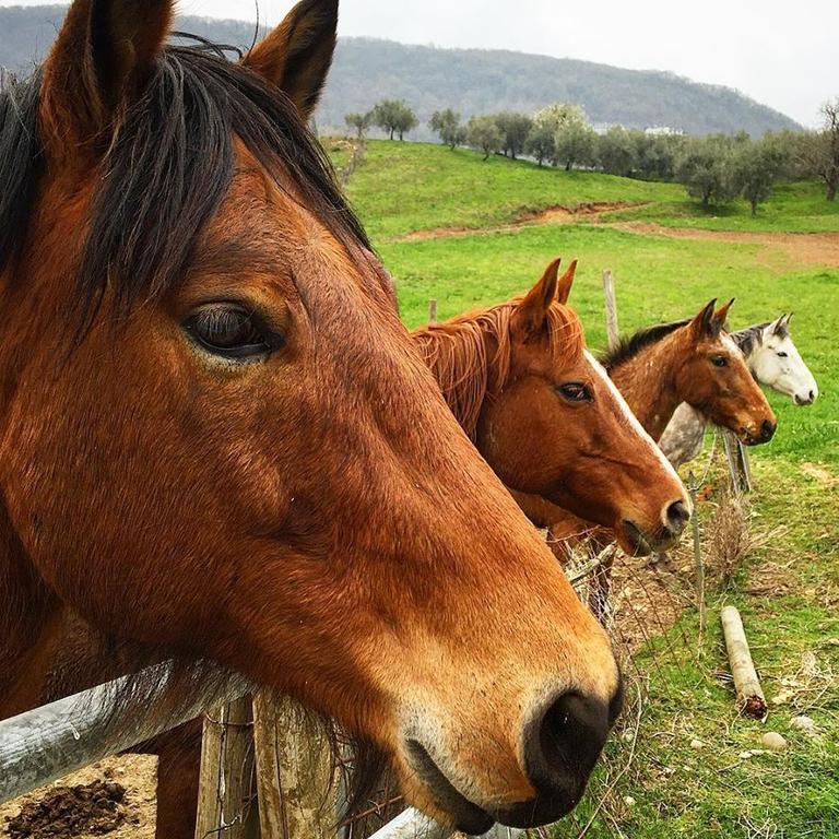 Agriturismo Mazzeracca Μπασάνο Ντελ Γκράπα Εξωτερικό φωτογραφία